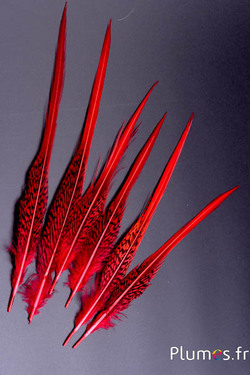 Faisan doré queue - 18-23 cm - rouge 
